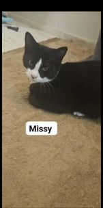 adorable kitten