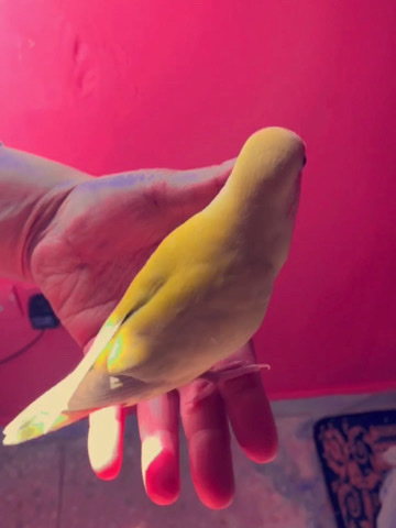 love bird