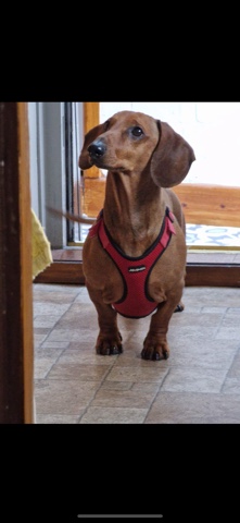 Dachshund – Harry The Dachshund