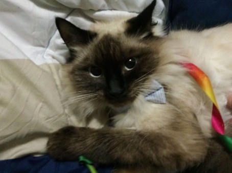 Siamese – 9 Month Long Haired Cream and Brown Siamese/Balinese Kitten