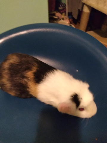 Any – Guinea pig