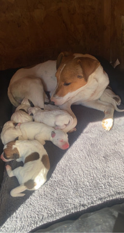 Jack Russell Terrier – jack Russell