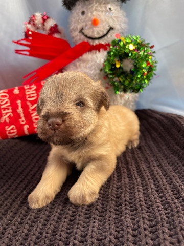 Miniature Schnauzer – Looking for a forever home