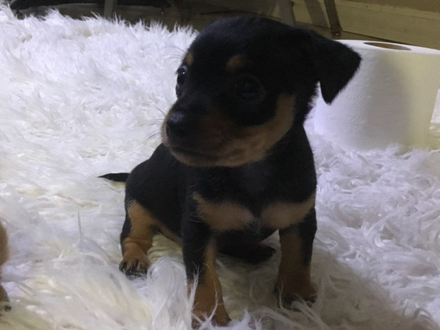 Chihuahua – Chihuahua seven weeks 2 males 1 female – El Monte