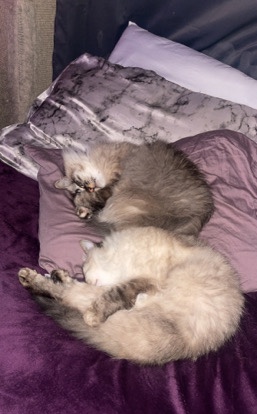 Siamese – Long Hair Siamese
