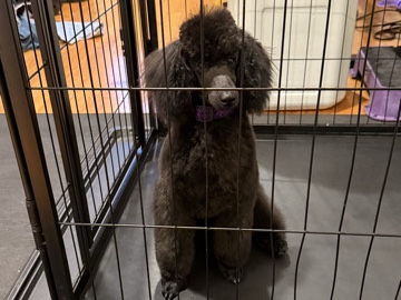 Poodle – AKC Miniature Poodle – Weymouth