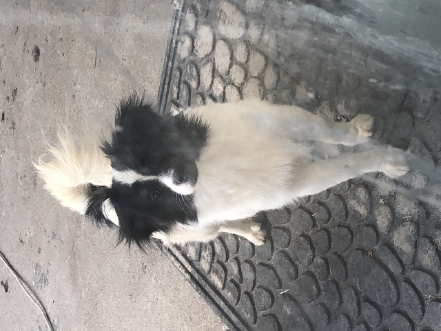 Pomeranian – Puppies For Sale