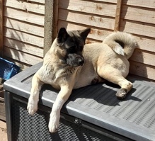 Akita – American Akita Puppies