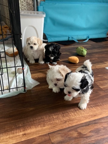 Shih Tzu – Shihtzu Puppies