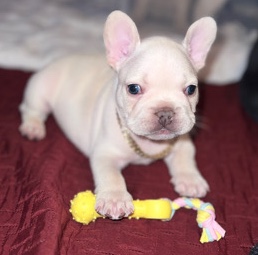 French Bulldog – beautiful platinum frenchie
