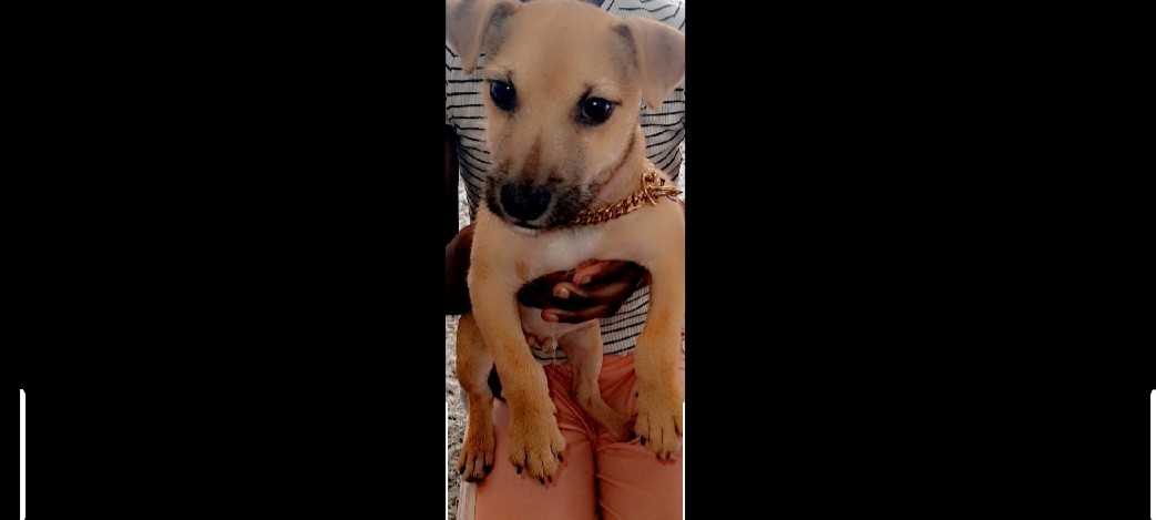 Jack Russell Terrier – jug puppy for sale