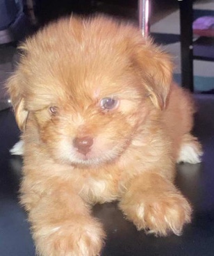 Shih Tzu – Cute Miniature Forever puppy’s