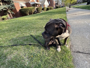 American Pit Bull Terrier – 1 year old pitbull – Cincinnati