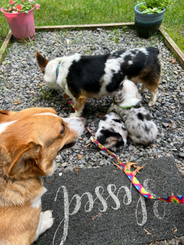 Pembroke Welsh Corgi – American corgis