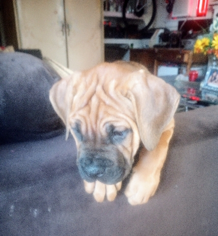 AKC Certified Cane Corso Puppy