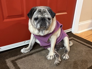 Pug – Candy – New York