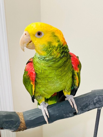Amazon Parrot – Yellow-Headed Amazon Parrot