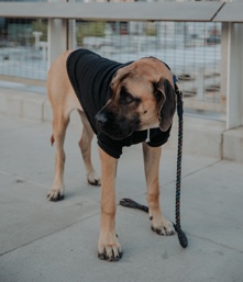 English Mastiff – Beautiful playful girl needs a new home