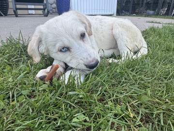 Goldendoodle – 💕🐾 SWEET BABY GIRLS LOOKING FOR THEIR FOREVER HOMES! 🐾💕 – Everett