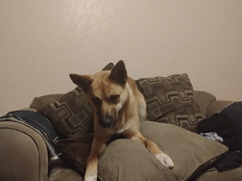 Belgian Shepherd Dog (Malinois) – Male Belgian Shepherd – Fresno