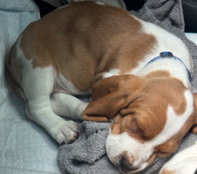 Basset hound puppies