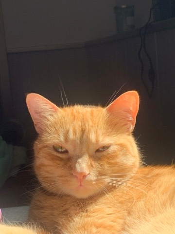 2 year old kitty needs a new home