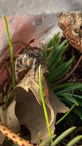 Bold or Regal jumping spider