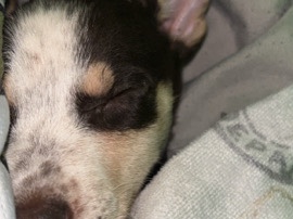 Chihuahua – Adorable Chihuahua Puppy for Sale – 7 Weeks Old in Nacogdoches – Nacogdoches