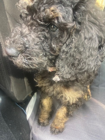 Poodle – Miniature Poodle