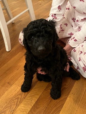 Poodle – 6 Week Standard Poodle Puppy