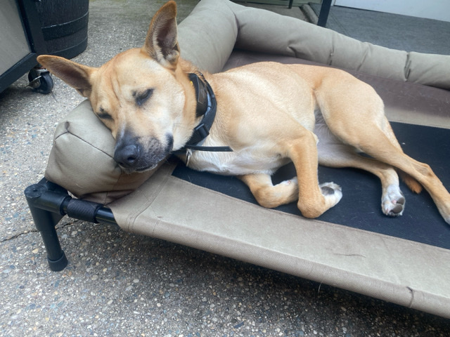 Good dog needs home