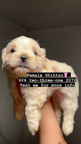 Shih Tzu – shihtzu