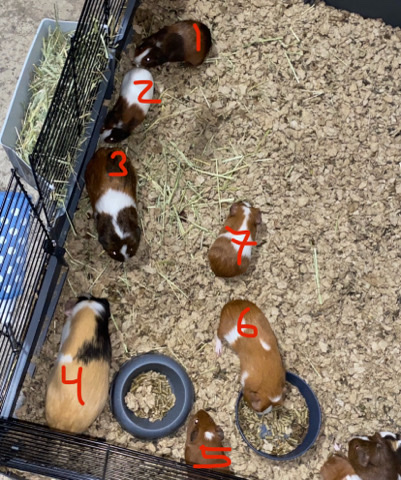 Guinea pigs for sale