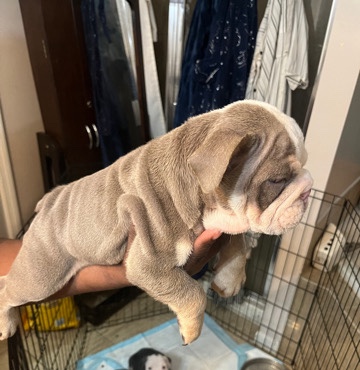 Olde English Bulldogge – English Bulldog Puppy