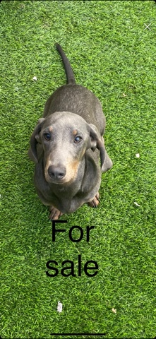 Dachshund – dachshund