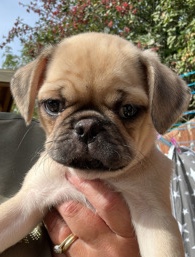 Pug – pug puppies