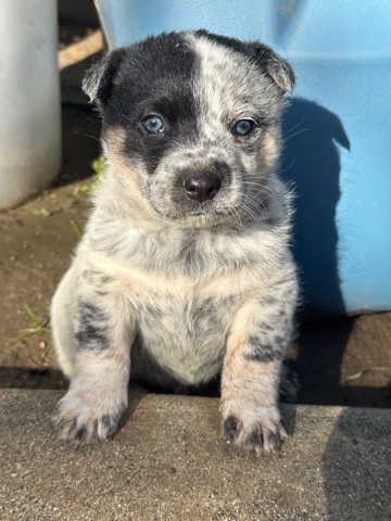 Australian Cattle Dog – Blue Heeler Pup