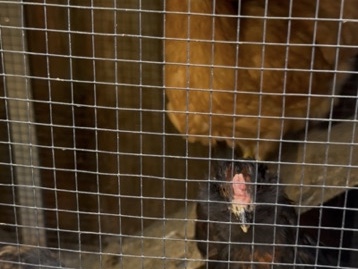 rooster and chicken for sale – Murrieta
