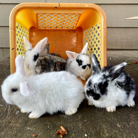 Holland Lop – Holland Lop Bunnies