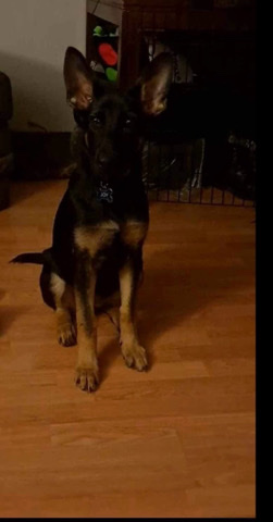 German Shepherd – dogs