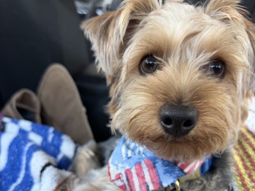 Yorkshire Terrier – Leo 9month old Yorkie (Michigan) – Marietta