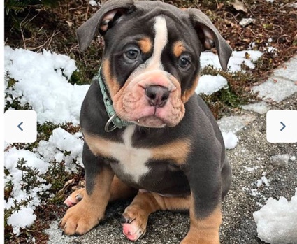 Olde English Bulldogge - Old English Bulldog  available for adoption in Sirnach