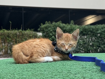 Orange Kitten Rehome – Orlando