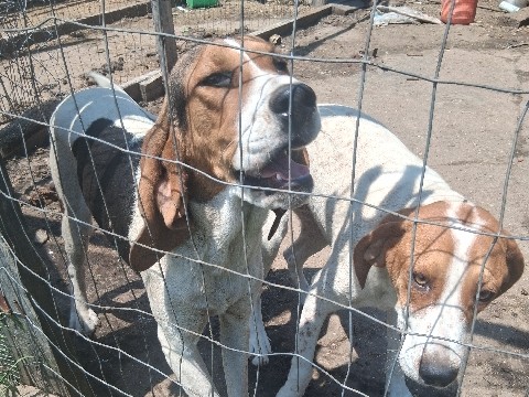 Mixed Breed – 1 female  1 male pup for sale – Topeka