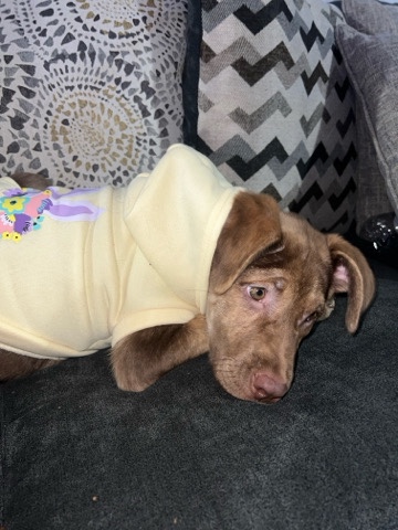 Labrador Retriever – dog
