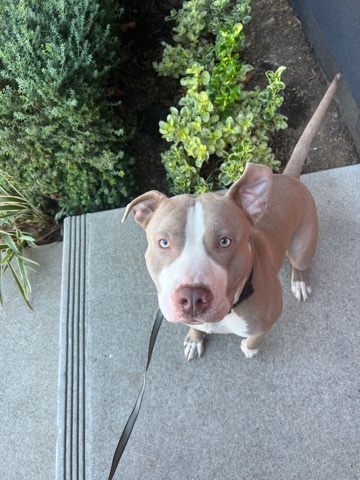 American Staffordshire Terrier – 1 year old Pitbull