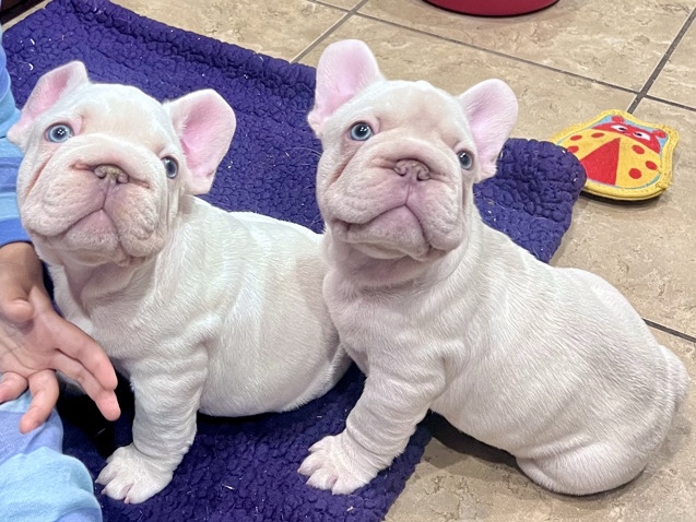 French Bulldog – 2 male frenchies to loving pet homes – Long Beach