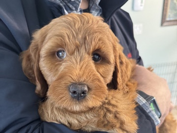 Cão de Castro Laboreiro – Cute Labradoodle Puppy – New York