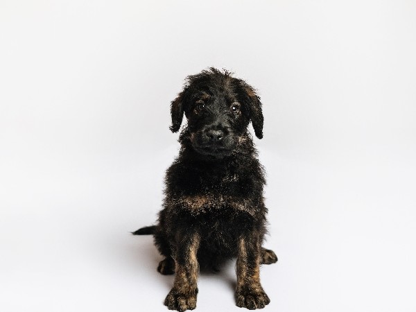 Rottweiler – roodle puppies
