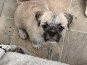 Pug – Male puppy small rehoming fee🥰 – Avondale